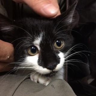 あごひげな「すぱろう」くん（５月上旬生まれ）