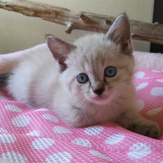 生後1か月半弱お茶目なシャム風半長毛の可愛い男の子