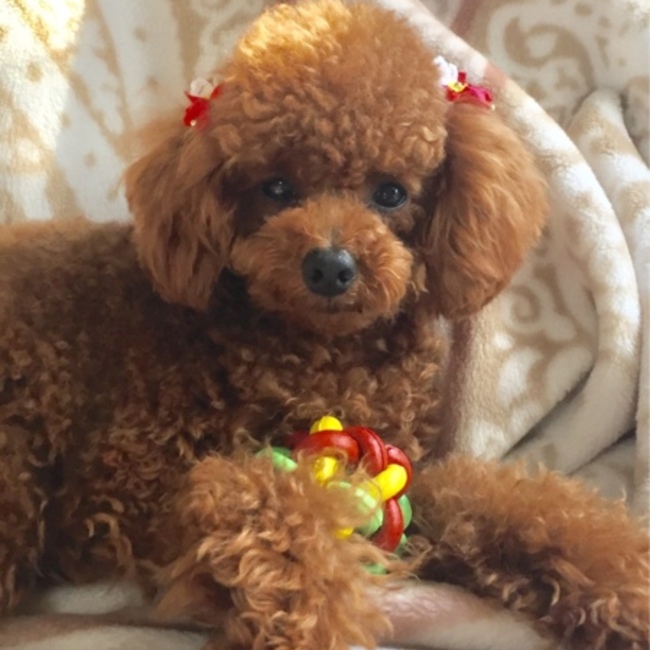 プチクキオのカバー写真