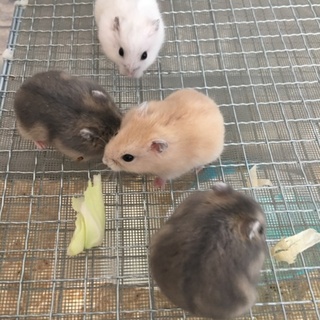 ジャンガリアンハムスターの赤ちゃん