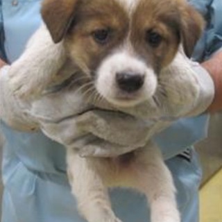 決定・おとなしい茶白MIX♂