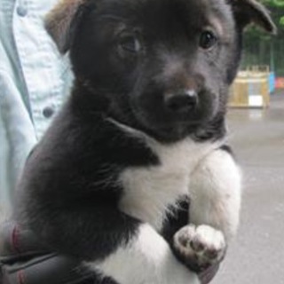 決定・おとなしい黒白MIX♂