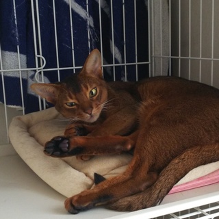 ５才の男の子、家族との関係悪化のため里親さまを募集