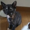 《急募》サビ柄子猫、生後１ヶ月《里親募集》