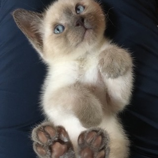 優しい飼い主さん募集