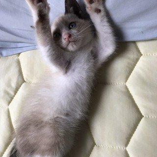 元気なポンタ君のお家を探しています。