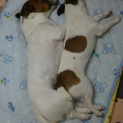 疲れてても、この顔に癒されます。