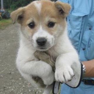 決定・おとなしい茶白MIX♀