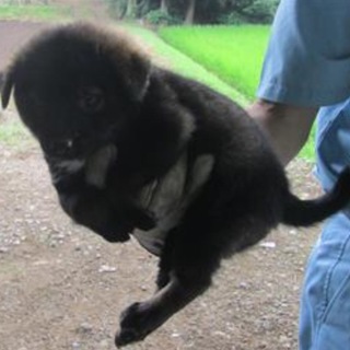 決定・おとなしい黒助君♂