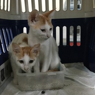 白茶の男の子時間がありません！