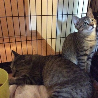 子猫貰って下さい。