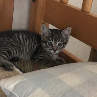 ＊代理募集＊ そうごくん(仮)