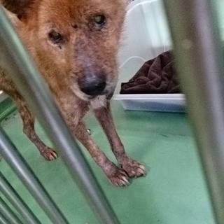 犬舎満員で超危機的★カピカピ爺ちゃん♂