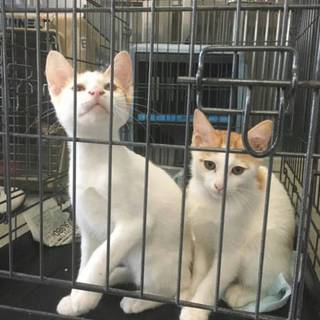 白茶の男の子時間がありません！