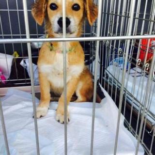 仔犬　元気な女の子♪