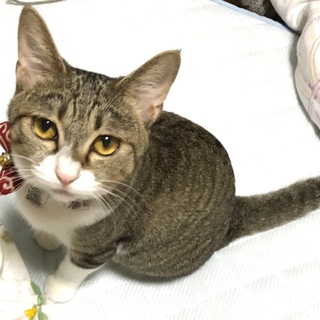 天然で愛嬌がある性格で遊び好きのとてもかわいい子猫