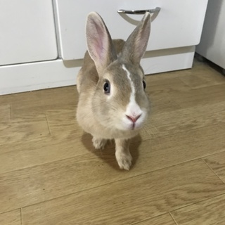 ミニウサギ女の子☆彡