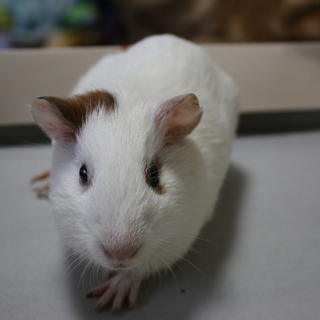 ５月１１日生まれです。