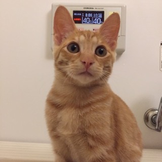 里親さん見つかりました‼ありがとうございました☺