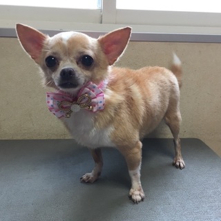 チワワの女の子里親募集します