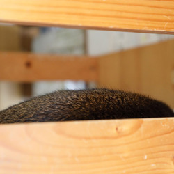 エアーズロック？