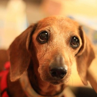 Mダックス♡　宮古島で捨てられた子・・