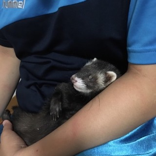 至急！フェレット女の子里親募集!!