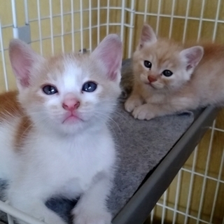 兄弟一緒のハム太郎&福太郎