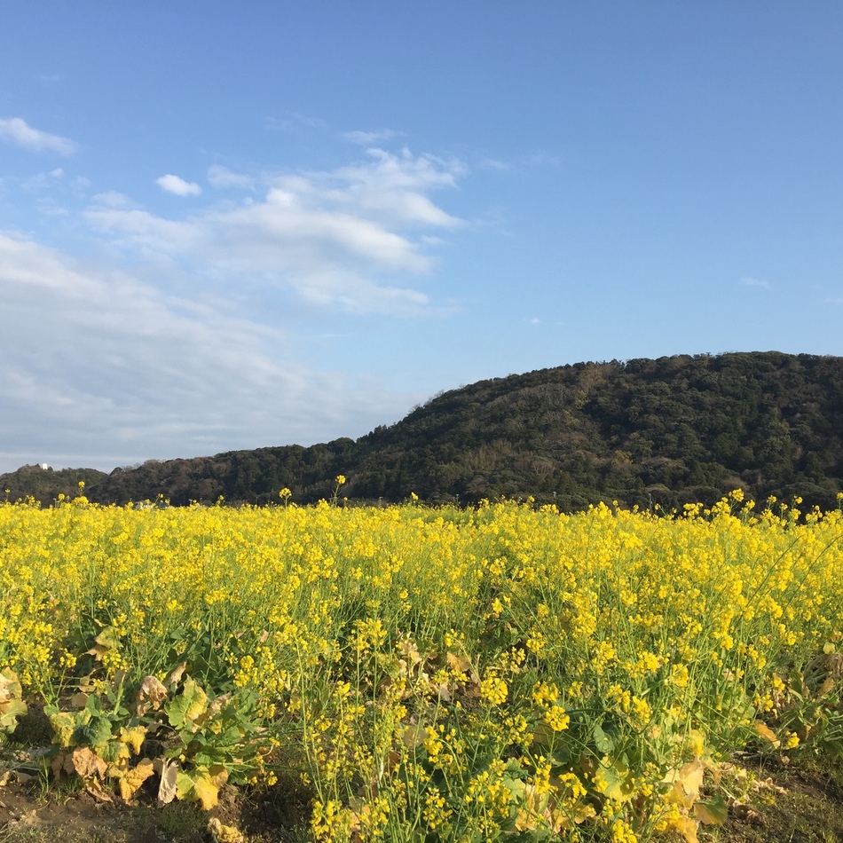 トトのカバー写真