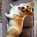 コーギーの里親を募集しております