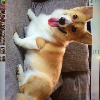 コーギーの里親を募集しております
