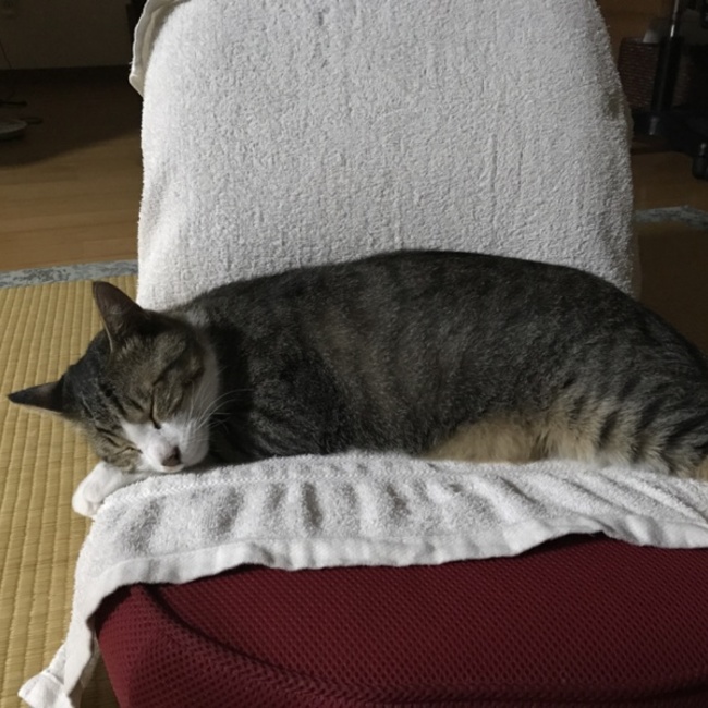 ハネちゃんのカバー写真