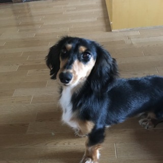 ミニチュアダックスフント