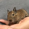 ベビちゃんデグデグ さん