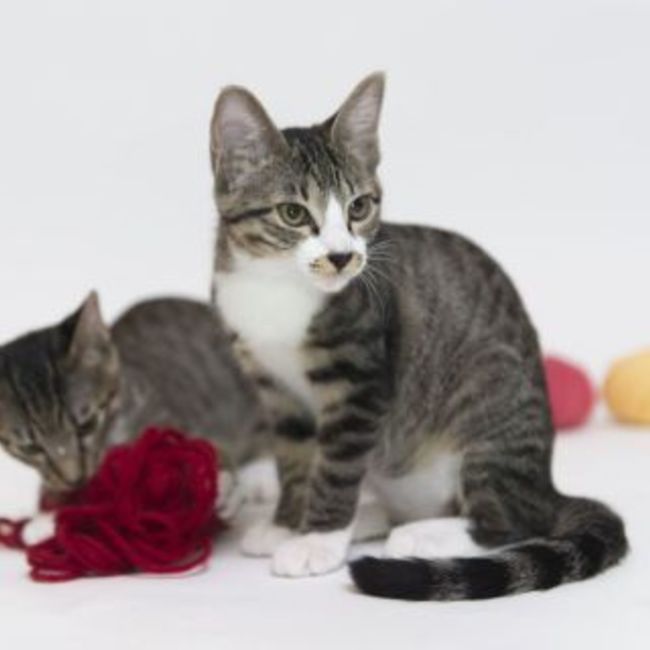 日陰亭のカバー写真