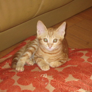 茶トラの男の子