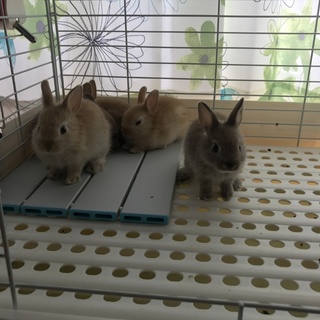 ※まきmaki様専用※　生後一か月半ミニウサギ
