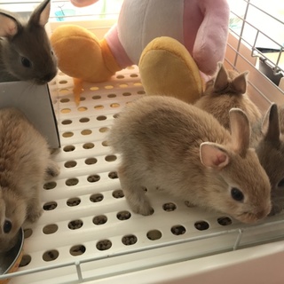 ※ツブアン様専用※　生後一か月半のミニウサギ
