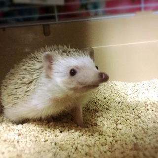 ハリネズミ 里親募集