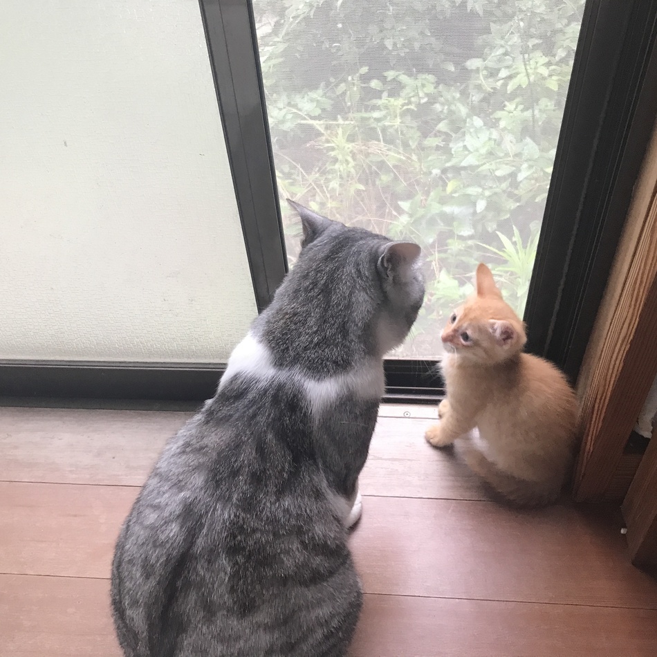 チュコラのカバー写真