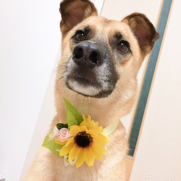 可愛いチョーカー頂きました♪