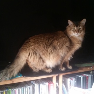 ソマリの里親さん募集です