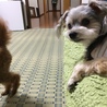 犬と遊ばない犬。