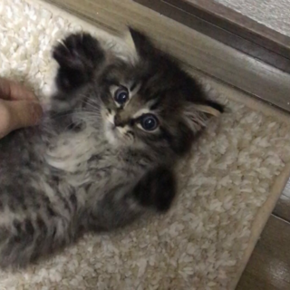 三ヶ月の可愛い猫