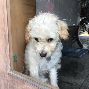 留守番が、ちょっと苦手なのです。