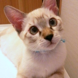 ＊子猫里親会＊一時預かりボランティアさん募集説明会