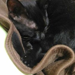 ワクチン、お利口さんでした