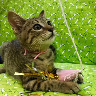 おうちの子になりました。健康的なデルニエちゃん