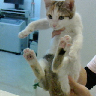 かわいいしろ三毛ちゃんの飼い主募集します