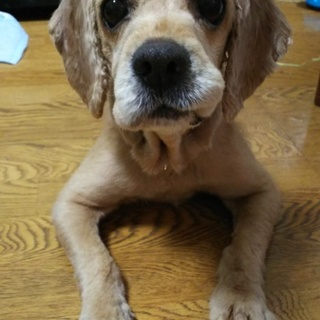 懐けば甘ったれの幸太郎